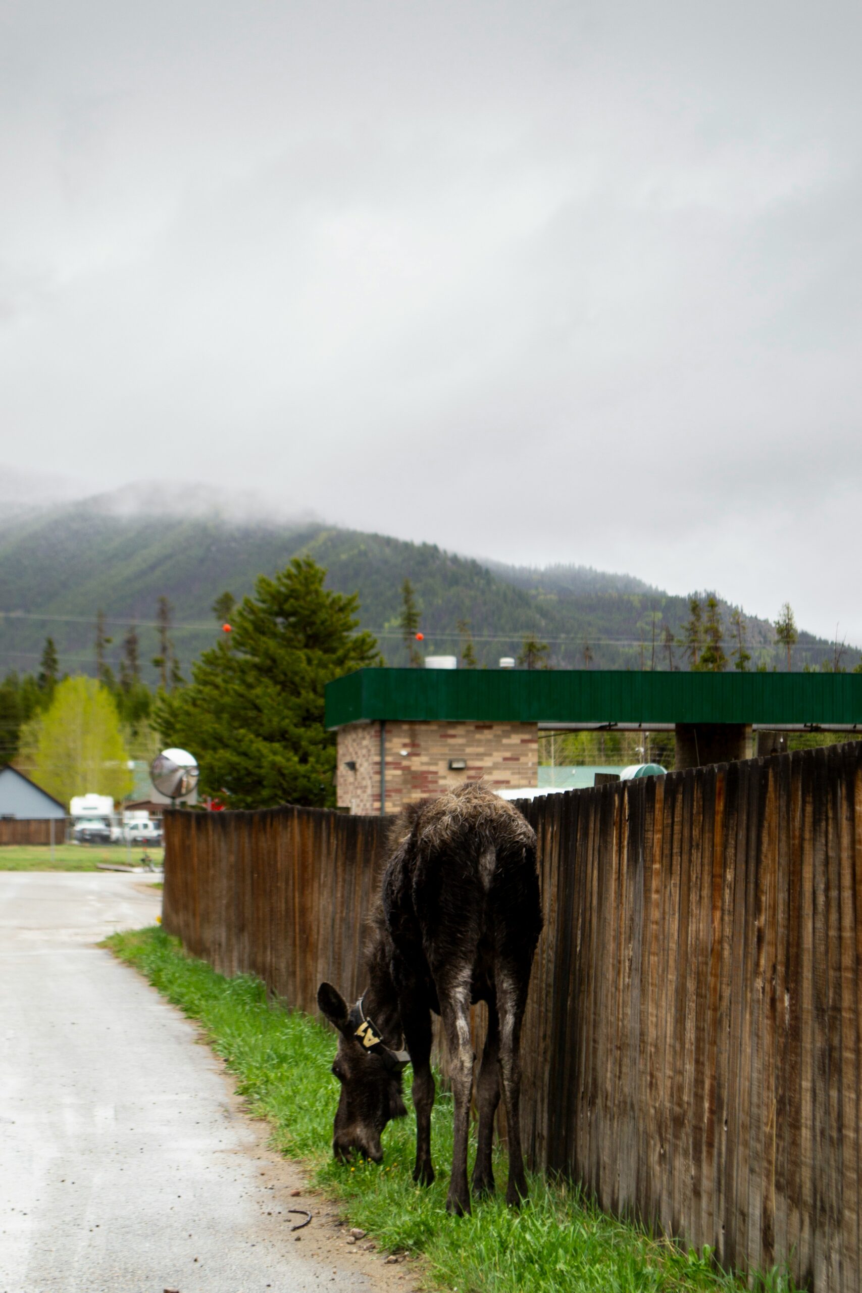 A black cow eating grass next to a fence