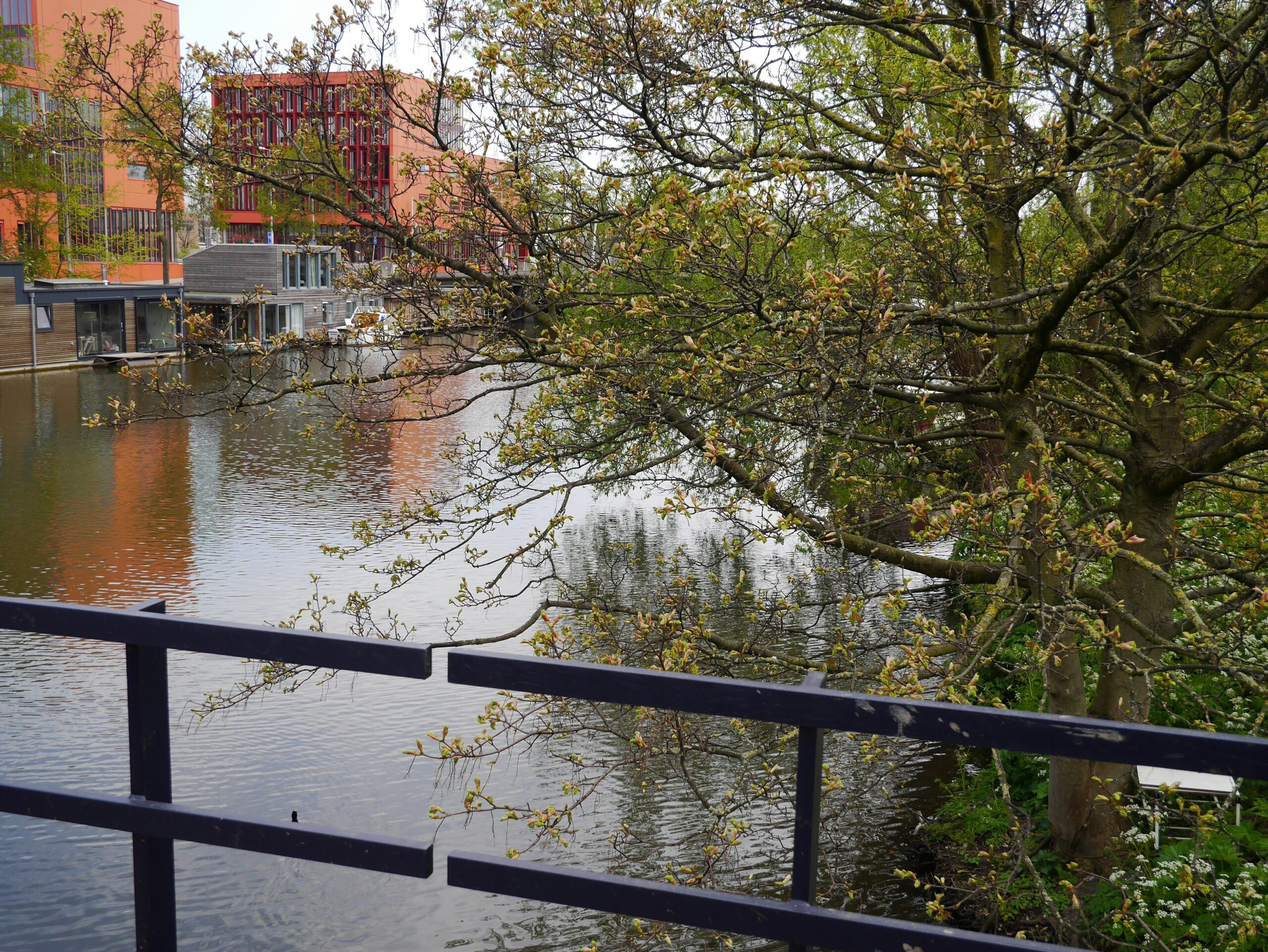 A body of water surrounded by trees and buildings