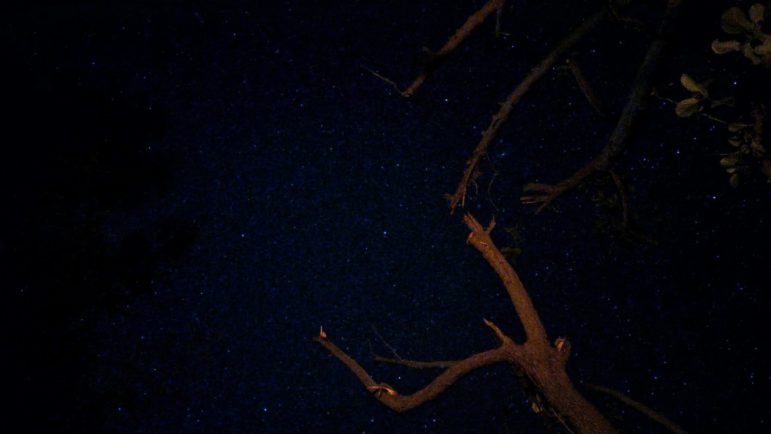 A tree branch in the dark with stars in the sky