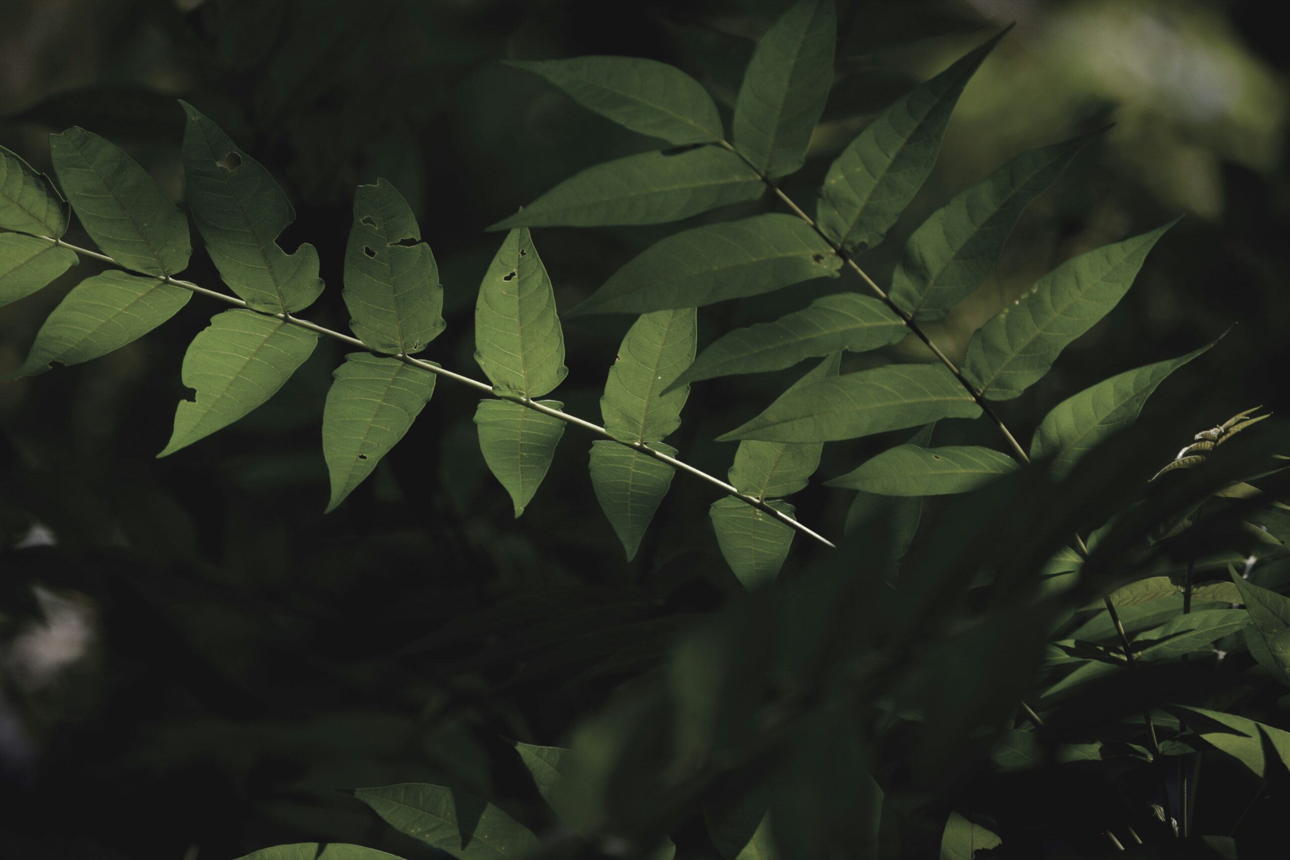 Green leaves in close up photography