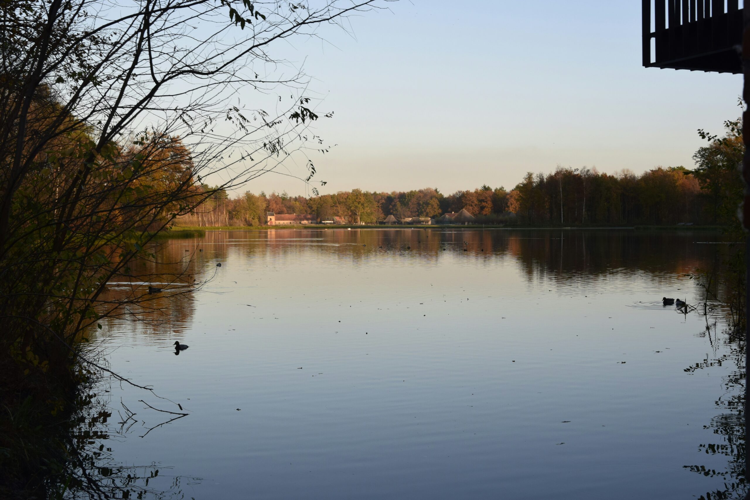 Leafless trees on lake side during daytime