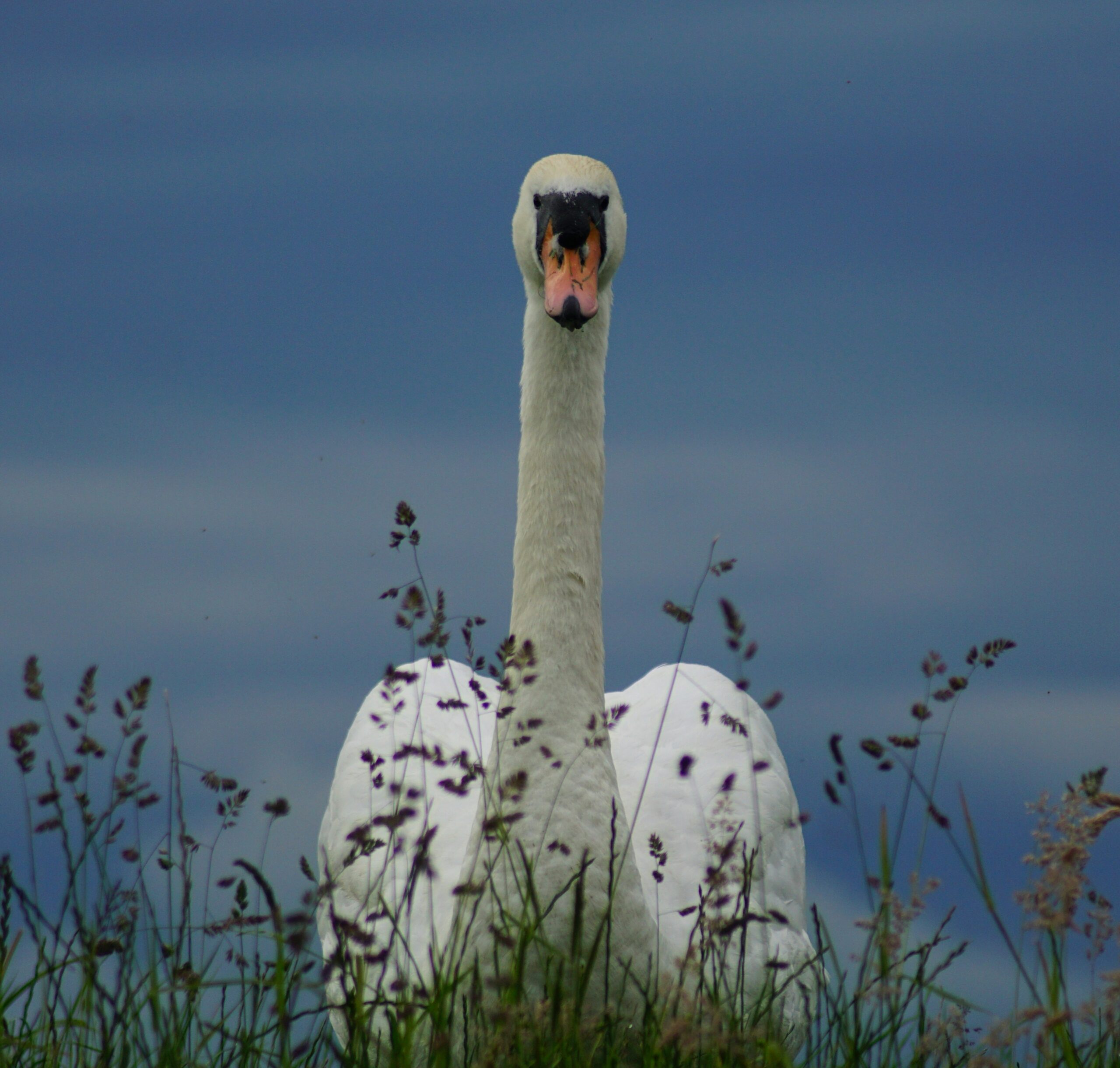 White swan on green grass