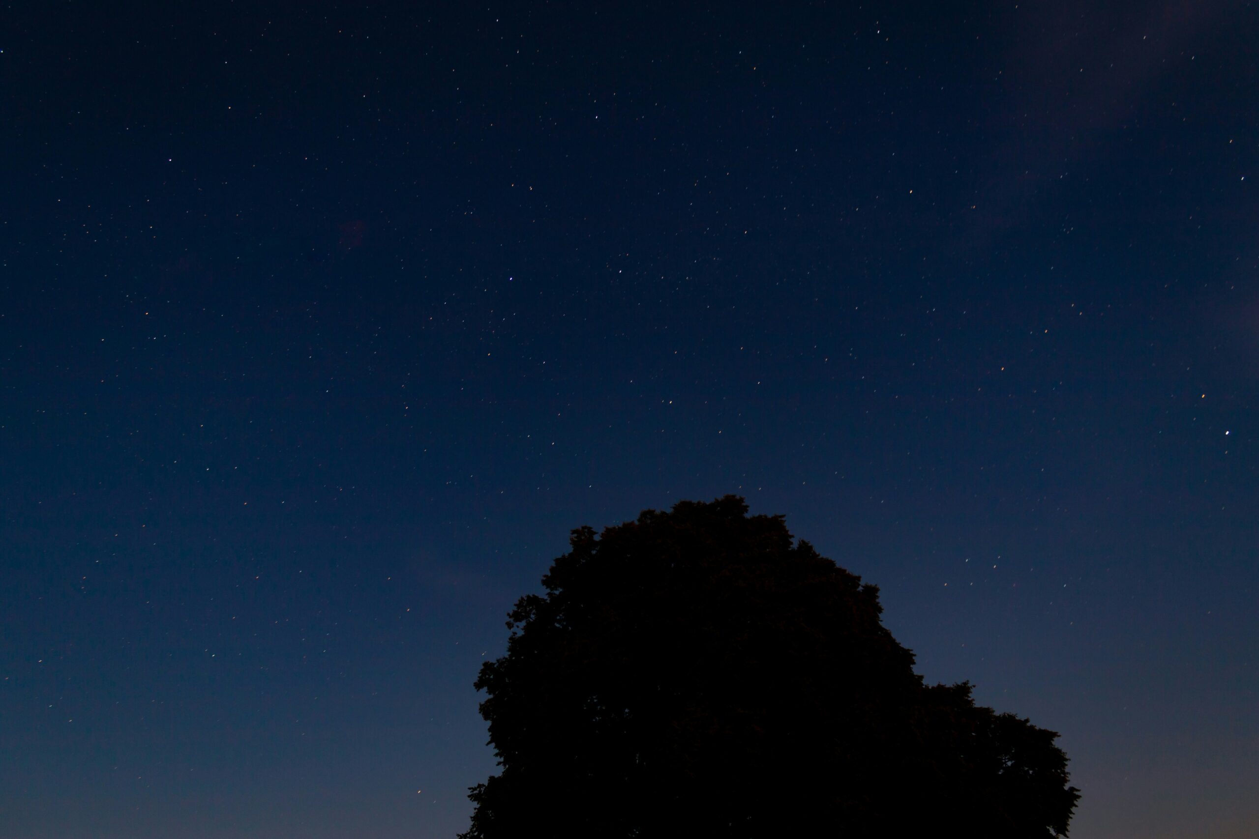 Silhouette of tree at night time