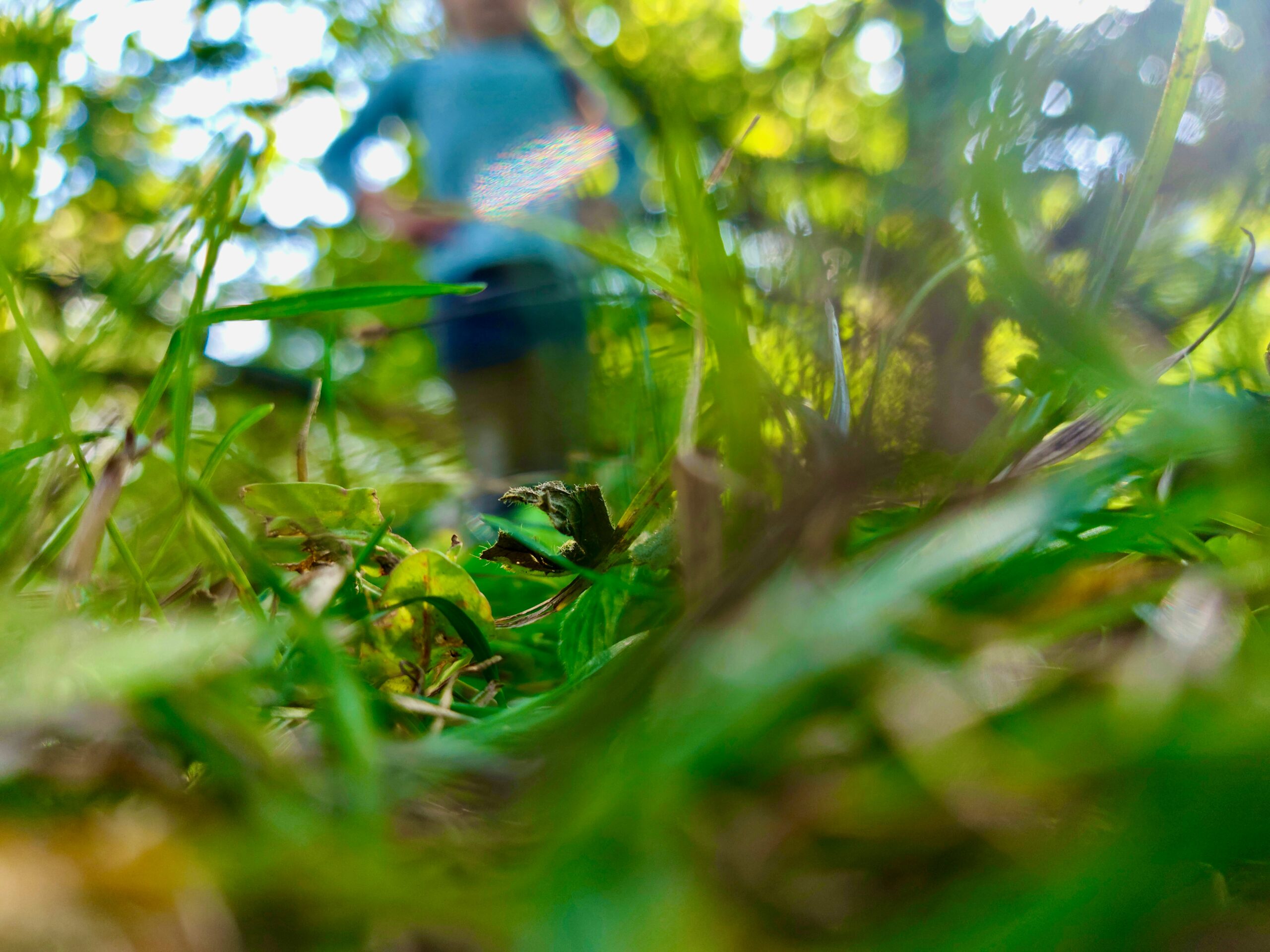 A blurry photo of a blue fire hydrant in the grass