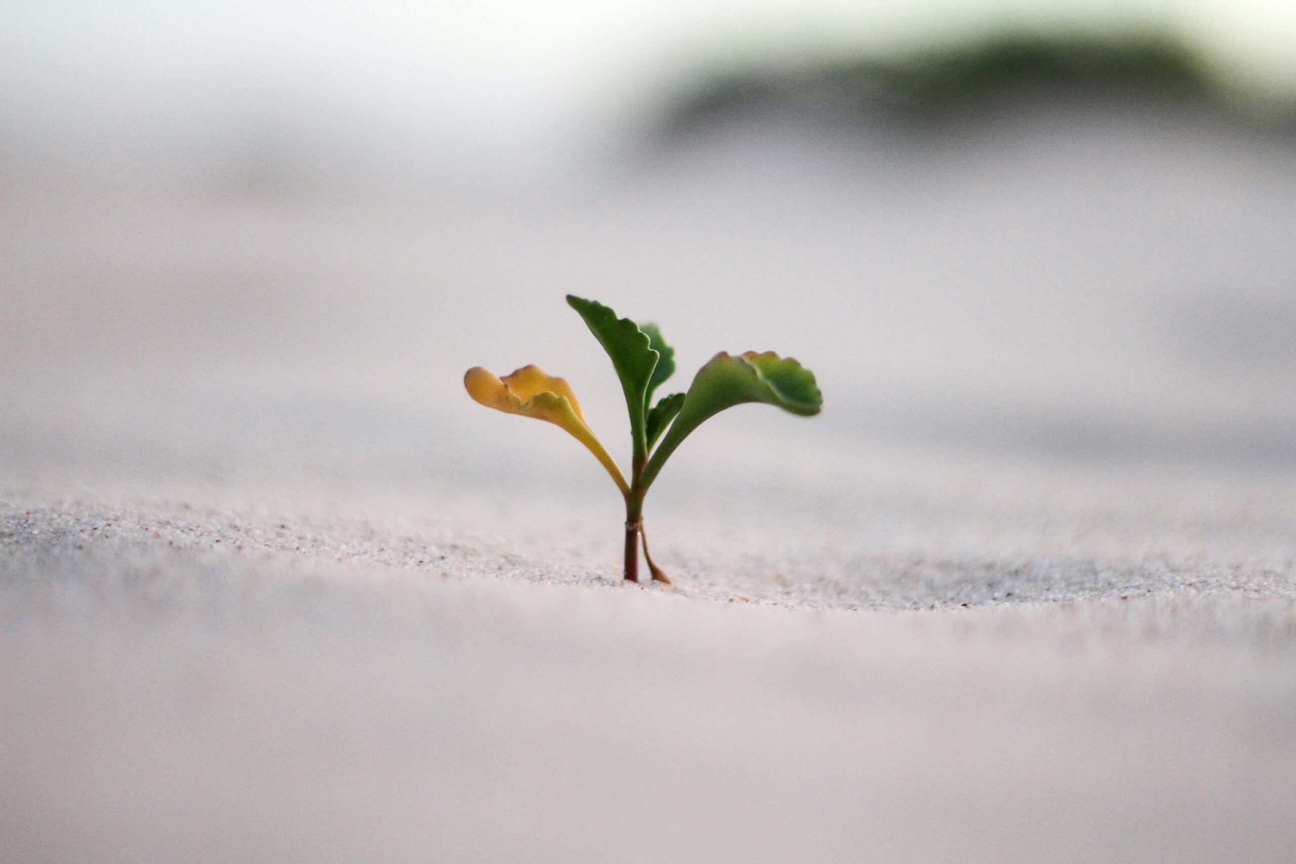 Closeup photography of plant on ground